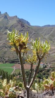 2022-04-GranCan-Agaete-Trekking_view-PM-NN-045.JPG